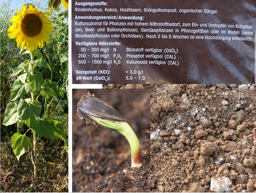 Bild mit Sonnenblume, Gnseblmchen, Boden und Substratdeklaration